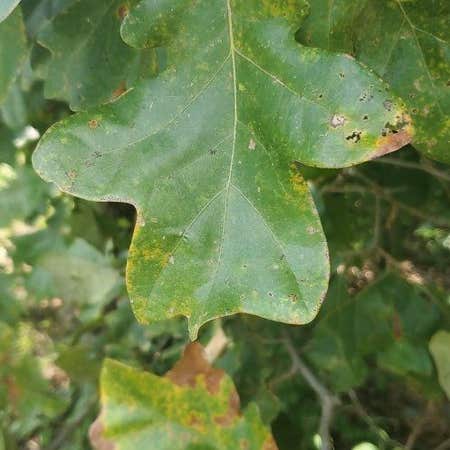 Photo of the plant species Black Oak by @UprightCostmary named Baesil on Greg, the plant care app
