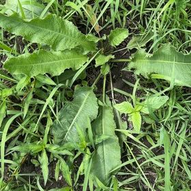 Photo of the plant species Rumex Crispus by @YiftSnowpeas named Hamilton on Greg, the plant care app