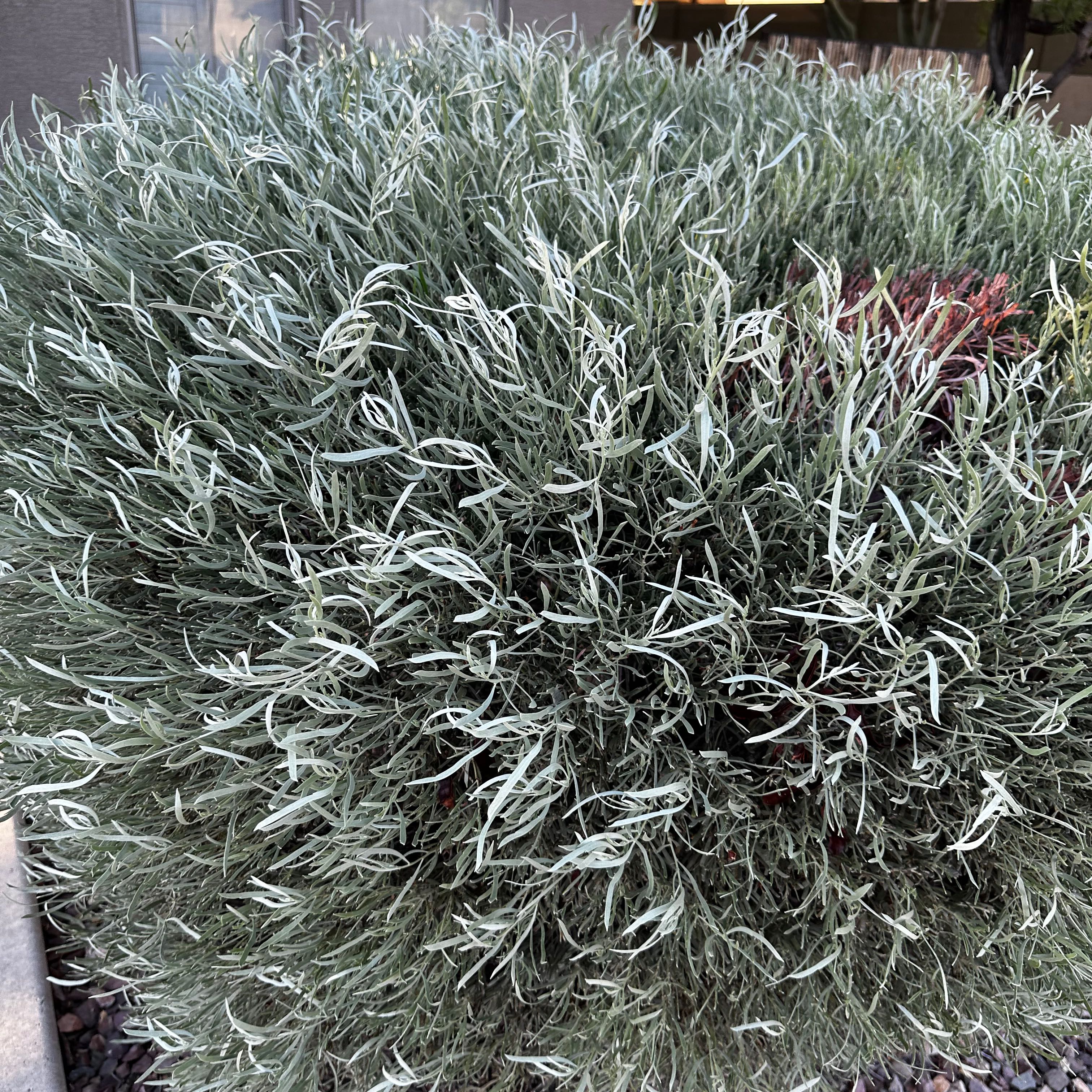 Photo of the plant species Pulvinate Dry Rock Moss by @DaringlyFern named LiloStitch on Greg, the plant care app