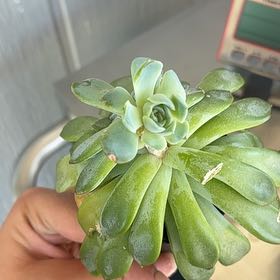 Photo of the plant species Echeveria Apus by @SereneChuparosa named Marley on Greg, the plant care app
