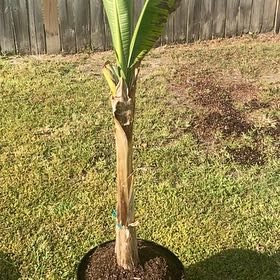 Photo of the plant species Grand Nain Banana by @StableFantasy named Luna on Greg, the plant care app