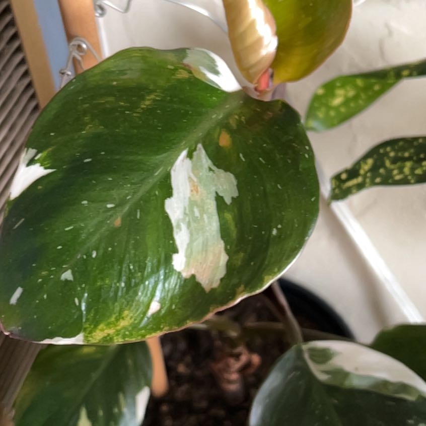 Photo of the plant species Philodendron 'White Prince' by @AwesomeFeverfew named Sproutacus on Greg, the plant care app