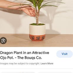 Dragon Tree plant