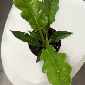 Photo of the plant species Tiger Tooth Philodendron by @TheGreenRoom named Jakeera on Greg, the plant care app