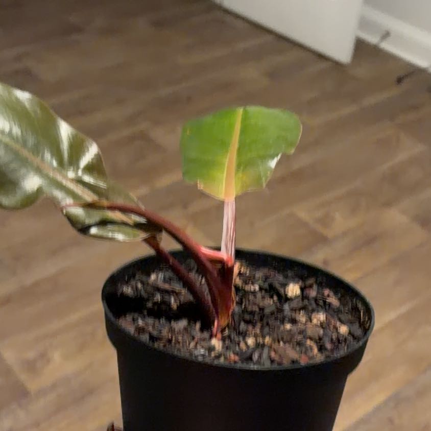 Photo of the plant species Philodendron 'Black Cardinal' by @TheGreenRoom named Sonora on Greg, the plant care app