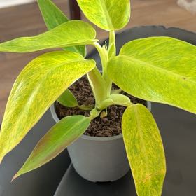 Photo of the plant species Philodendron Calkins Gold by @TheGreenRoom named Diana on Greg, the plant care app