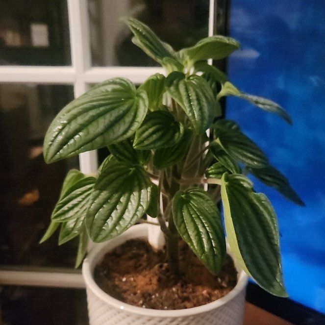 Photo of the plant species Peperomia 'Fuzzy Mystery' by @BlazingSeastock named Pepperoni on Greg, the plant care app