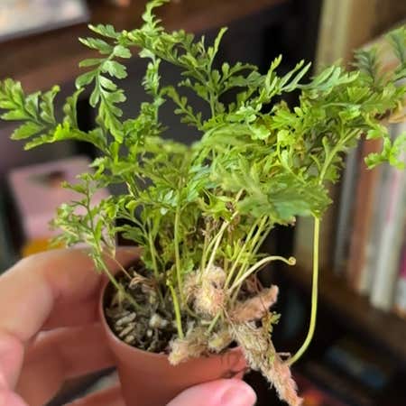 Photo of the plant species Common Bladder Moss by @YardChaya named Foxxy on Greg, the plant care app