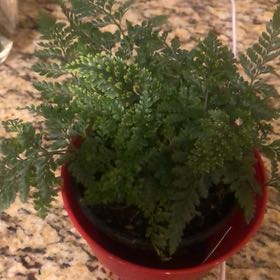 Photo of the plant species Korean Rock Fern by @ForemostRhodora named Denali on Greg, the plant care app