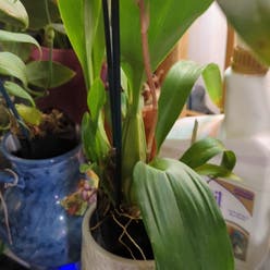 Oncidium sharry baby 'Sweet Fragrance' plant