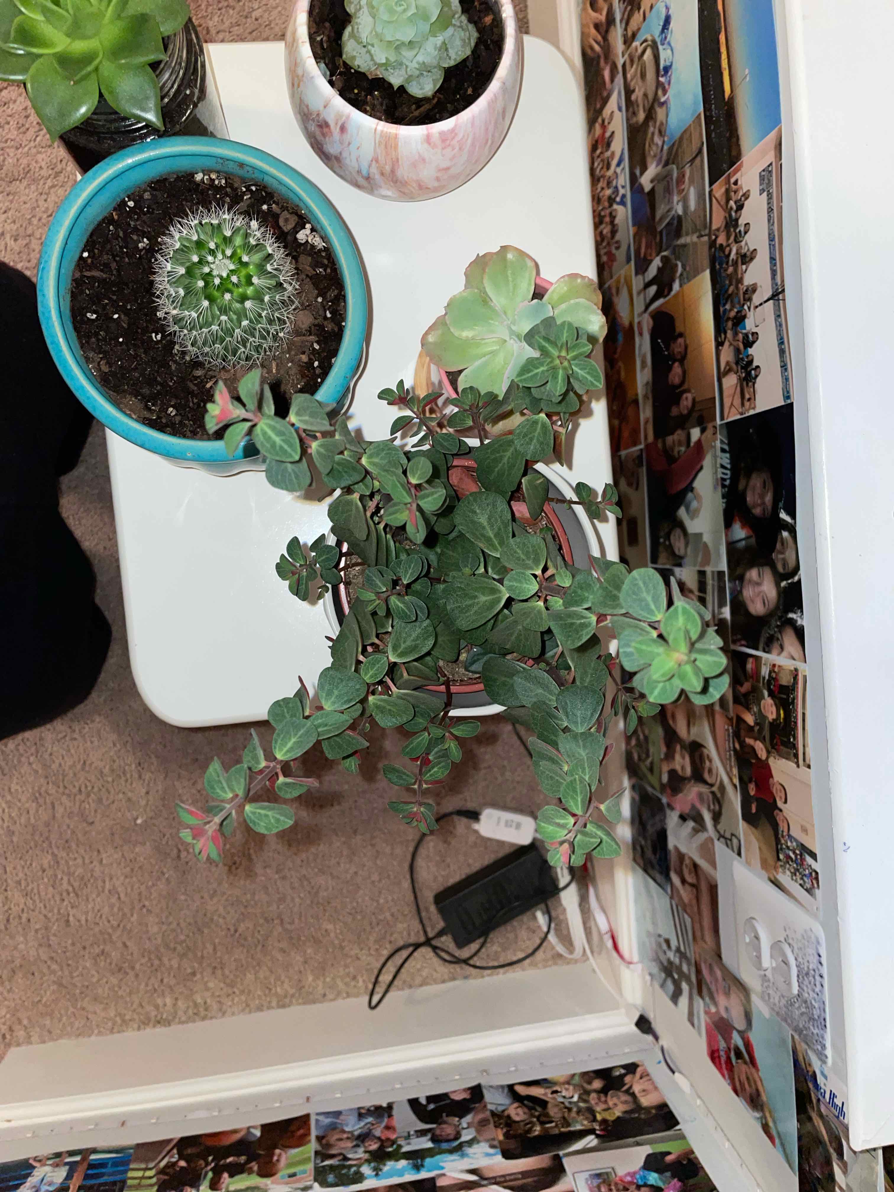 Peperomia Red Log plant on a table with other potted plants, healthy leaves, no visible issues.