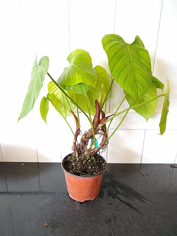 Photo of the plant species Philodendron 'Fuzzy Petiole' by @MasterfulWaxivy named Gaga on Greg, the plant care app