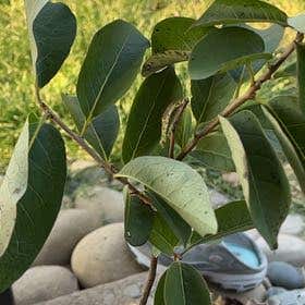 Photo of the plant species Paradise Plum by @ShrewdFeijoa named Demi on Greg, the plant care app
