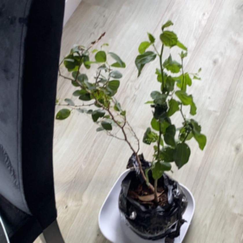 Photo of the plant species Christ's Thorn Jujube by @HonestNikkofir named Sidra on Greg, the plant care app