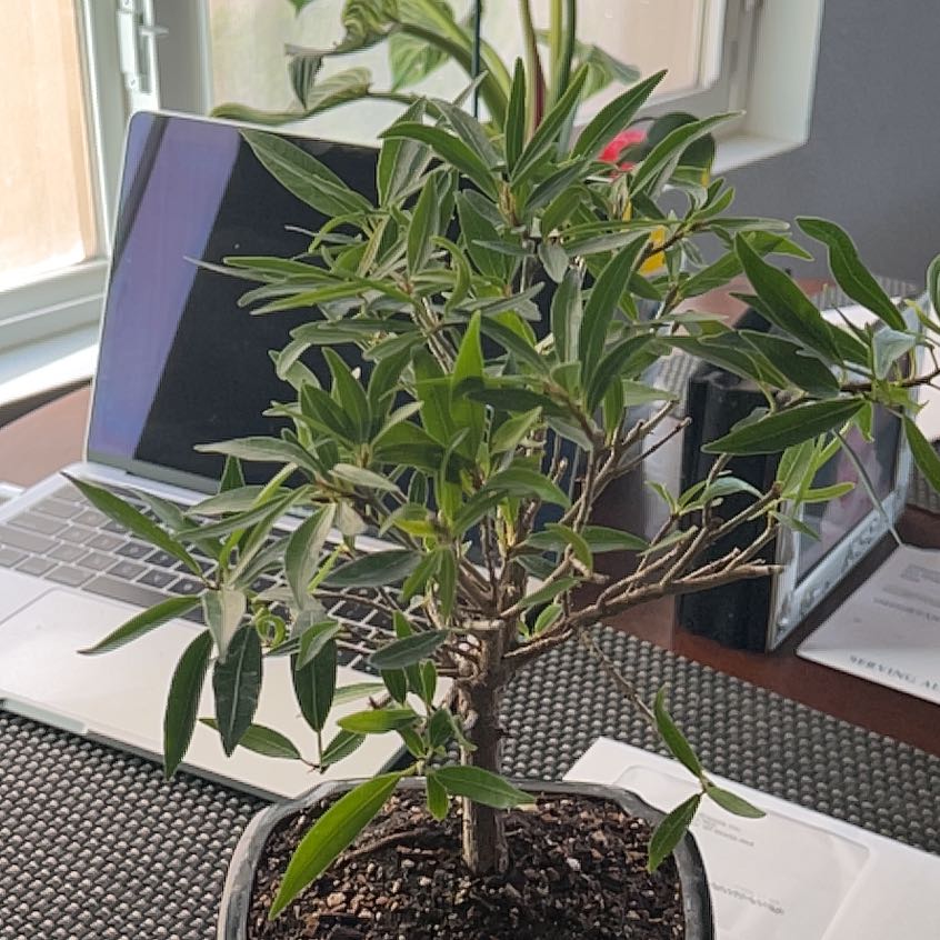 Photo of the plant species Willow Leaf Fig by @GemGreydragon named Gomez on Greg, the plant care app