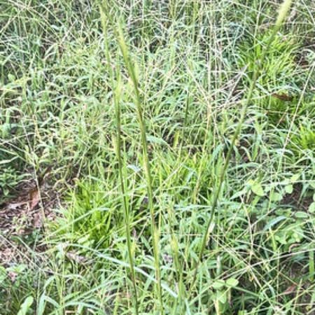 Photo of the plant species Annual Ryegrass by @SuaveEnglishivy named Curie on Greg, the plant care app