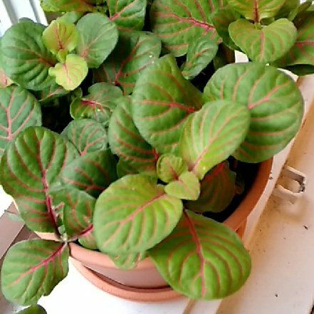 Photo of the plant species Fittonia Mini by @AdventurousFord named Fittonia Verschaffeltii on Greg, the plant care app
