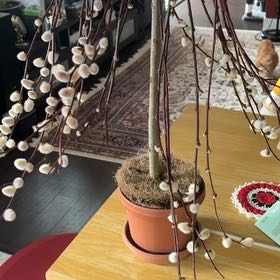Photo of the plant species Weeping Pussy Willow by @AlwaysAloeyucca named Kendall on Greg, the plant care app