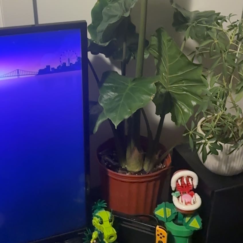 Photo of the plant species Low Rider by @AlwaysAloeyucca named Forrest on Greg, the plant care app