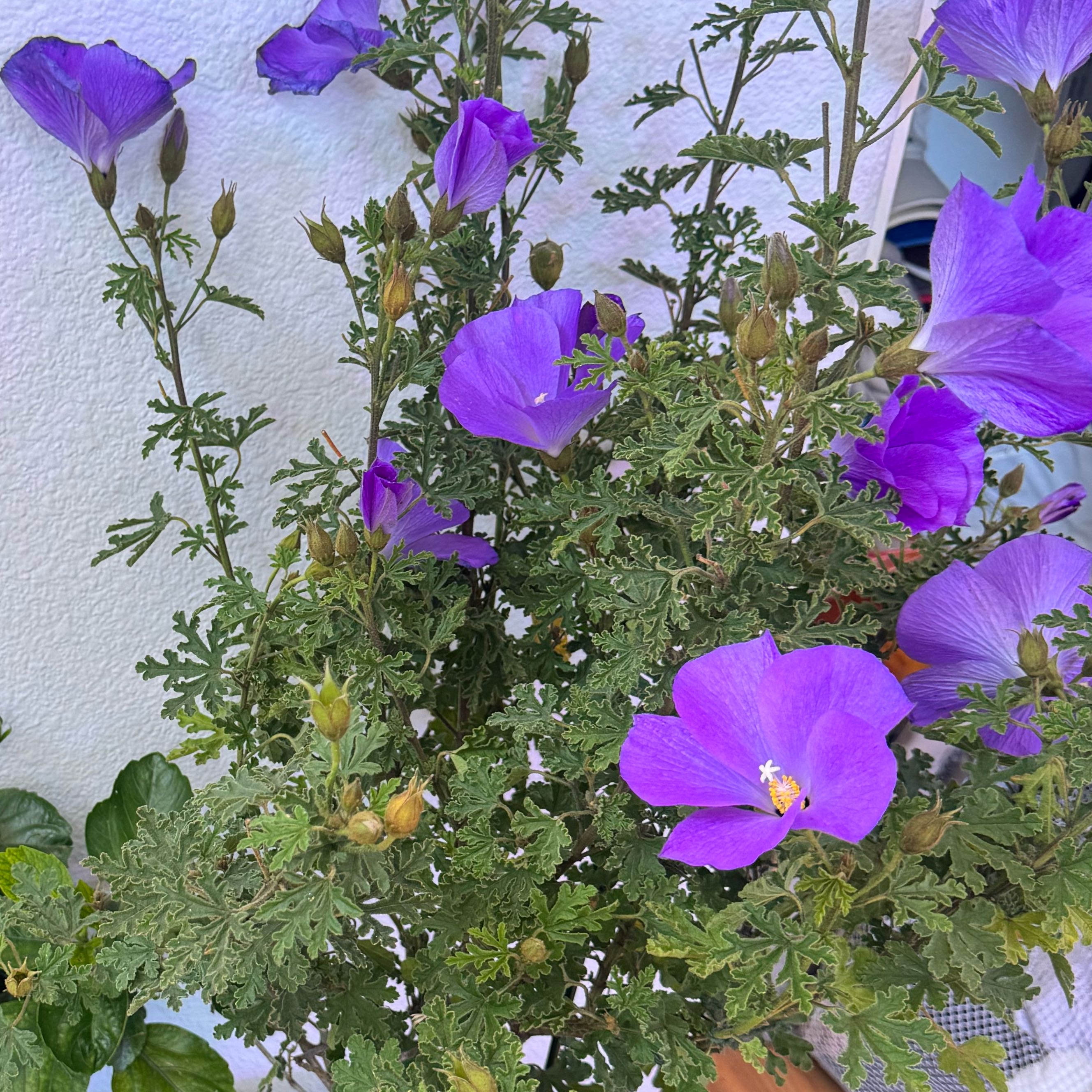 Photo of the plant species Lilac Hibiscus by @Dywanna93 named Starlight on Greg, the plant care app