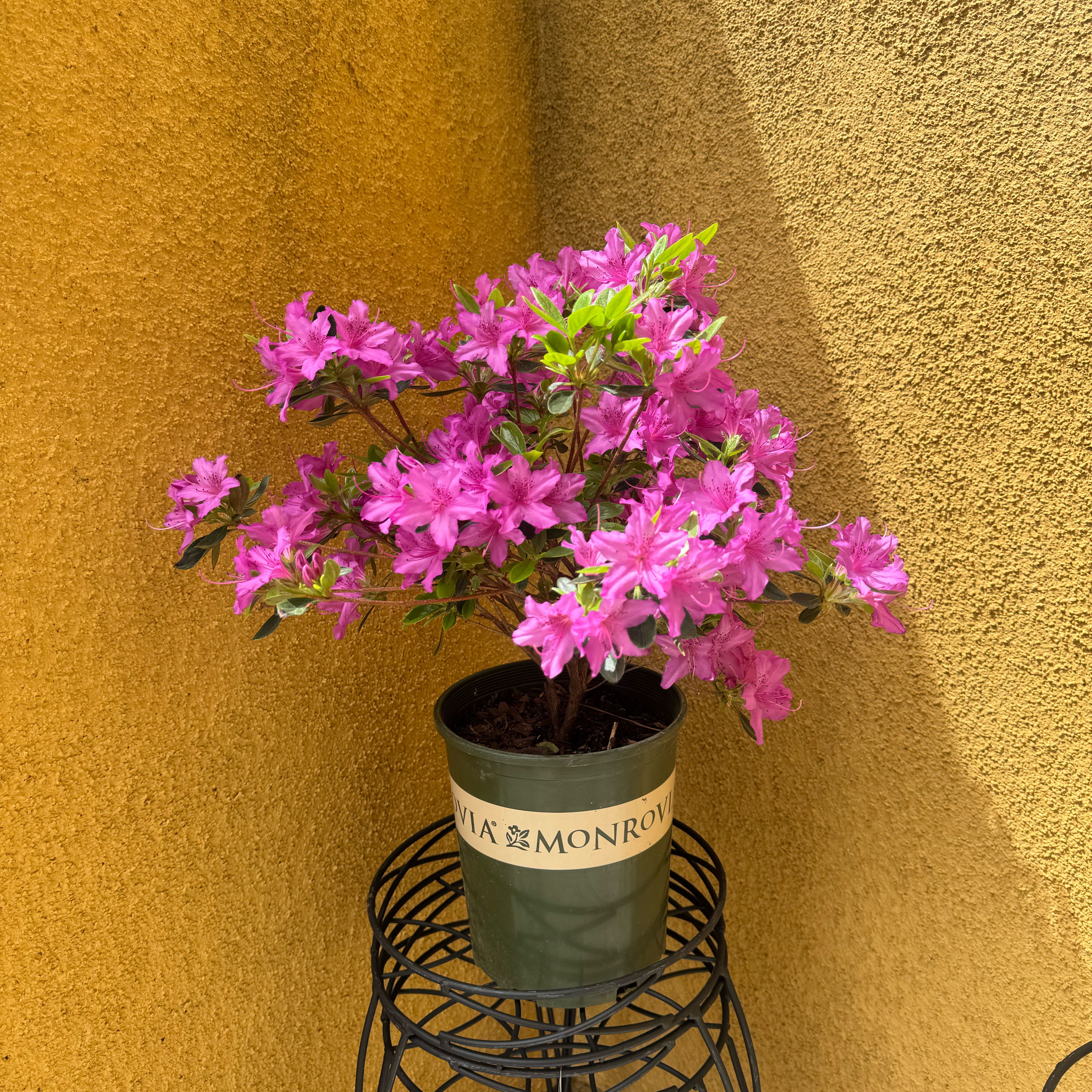 Photo of the plant species Indian Azalea by @Dywanna93 named India on Greg, the plant care app