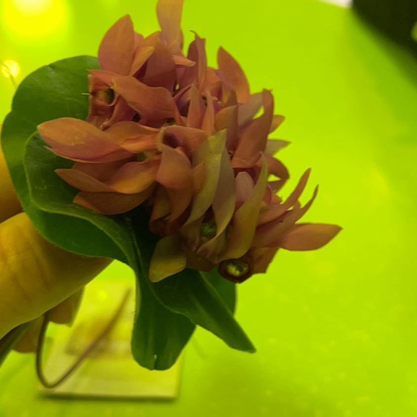 Photo of the plant species Mountain Dahlia by @SuperWhiterata named Mochi on Greg, the plant care app