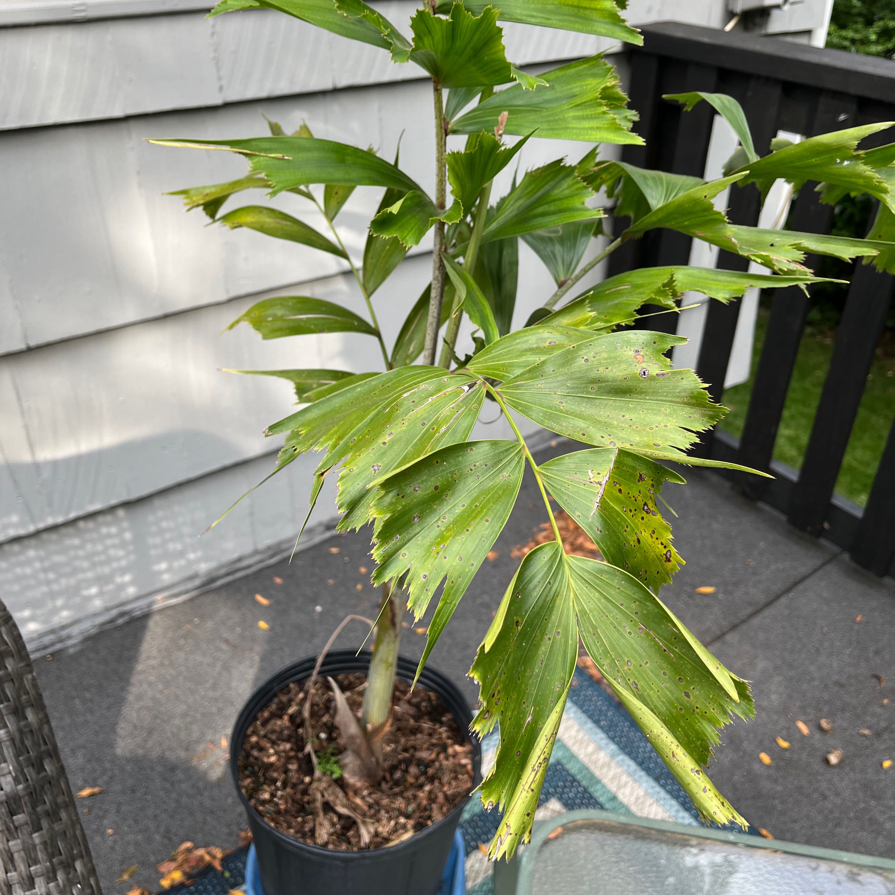 Photo of the plant species Wodyetia by @HeroPigfern named Bigleef Smalls on Greg, the plant care app