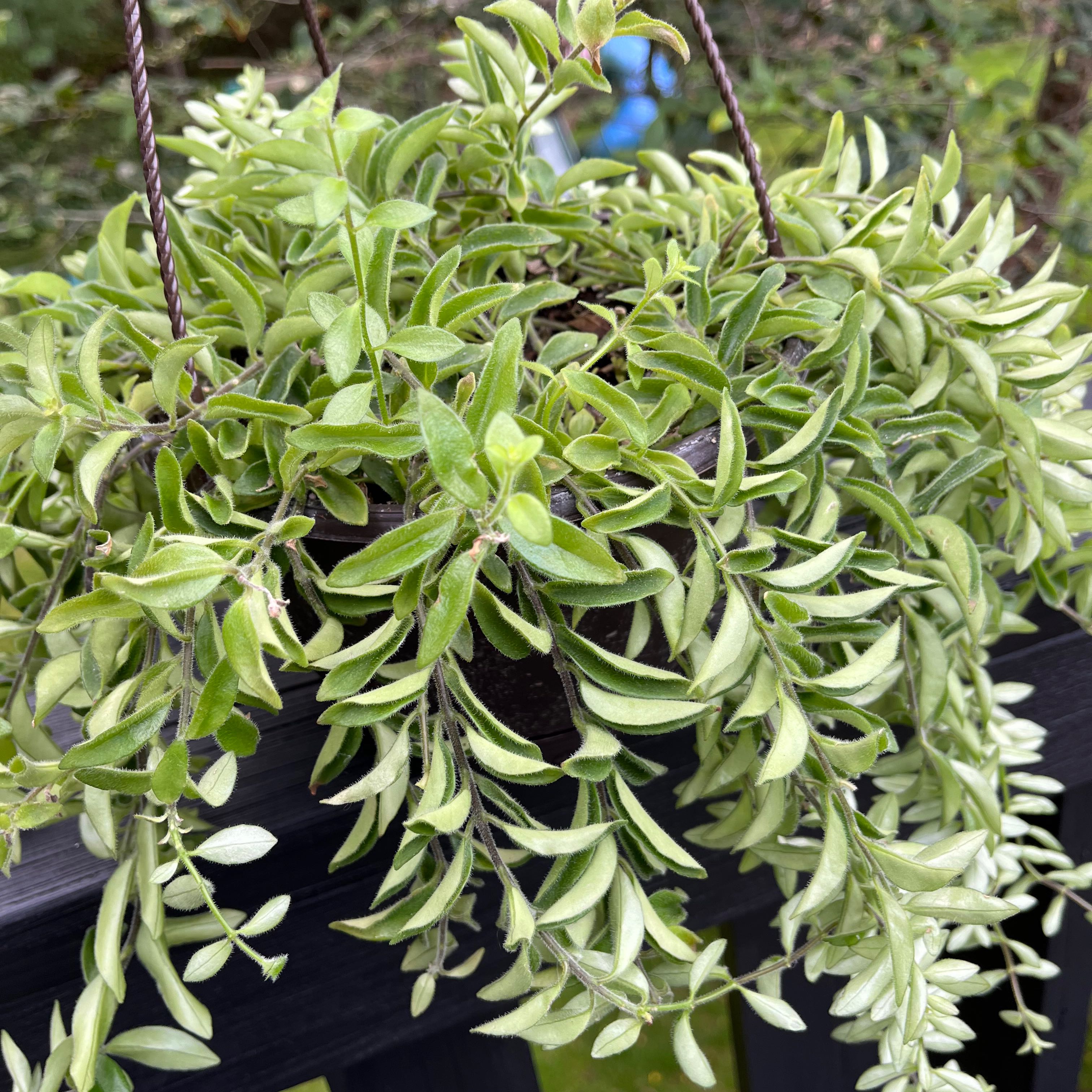 Twisted Lipstick Plant with lush green foliage in a hanging basket.