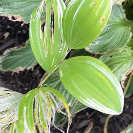 Photo of the plant species Angular Solomon's Seal by @HeroPigfern named Elina on Greg, the plant care app