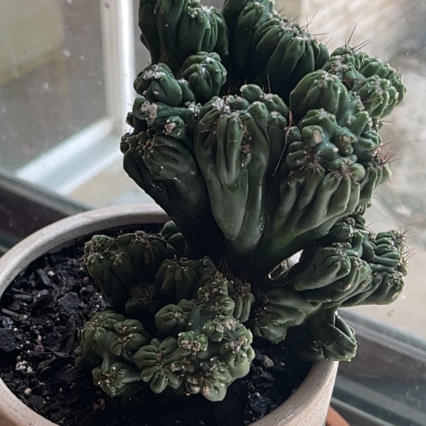 Photo of the plant species Variegated Crested Blue Flame Cactus by @HolyGray named Elle on Greg, the plant care app