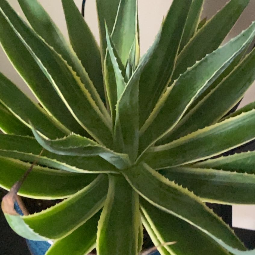Photo of the plant species Mangave 'Navajo Princess' by @Bellasmom named Clarice on Greg, the plant care app