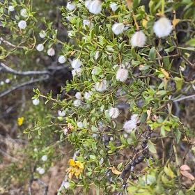Photo of the plant species Creosote Bush by @KeenBetel named Denali on Greg, the plant care app