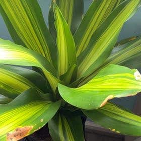 Photo of the plant species Dracerna Golden heart by @HolyWhiskfern named Sahara on Greg, the plant care app