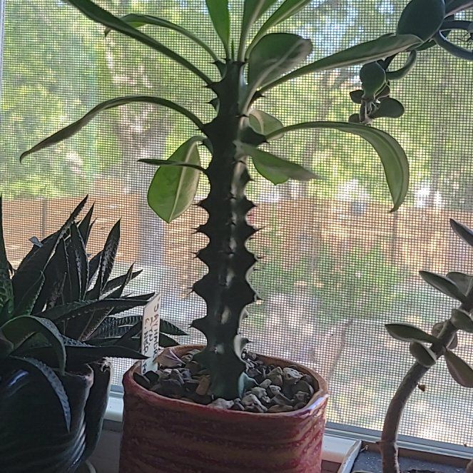Photo of the plant species Sahydari Mountain Euphorbia by @PrimalAloevera named Sahyd (sayid) on Greg, the plant care app