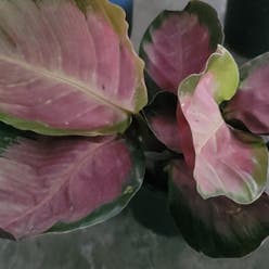 Rose Calathea plant