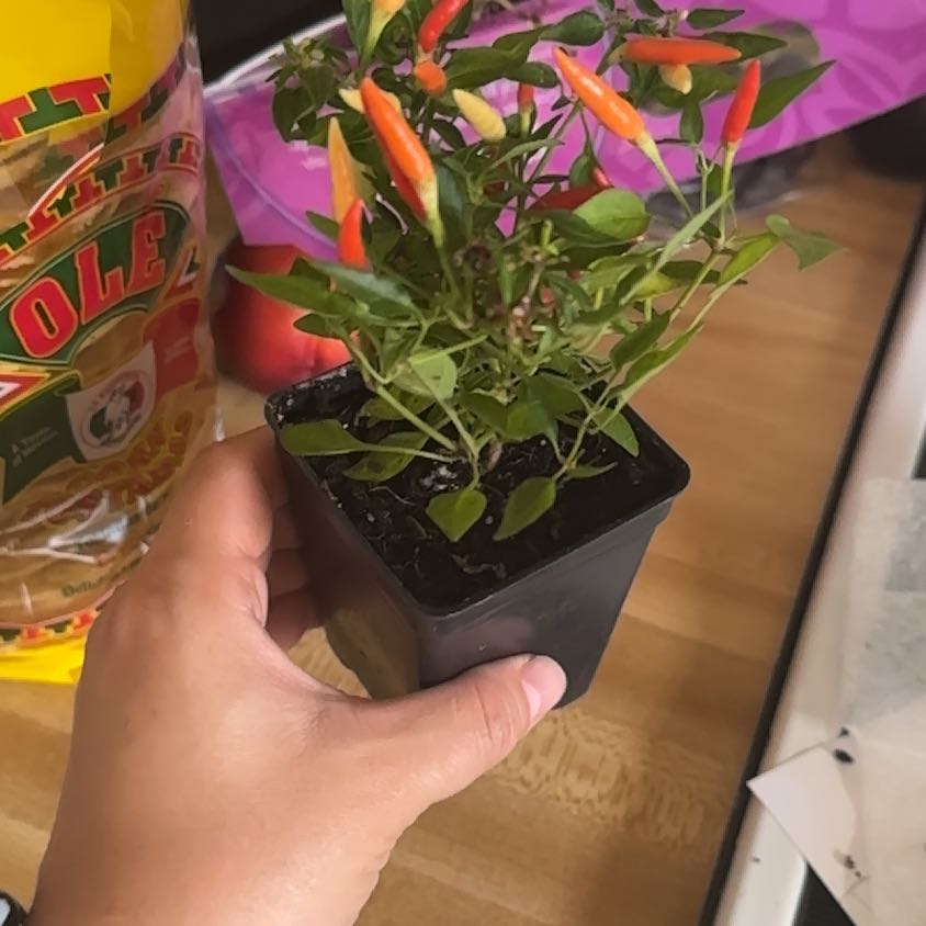 Photo of the plant species Basket of Fire Pepper by @FamousSwampbay named Kobe on Greg, the plant care app