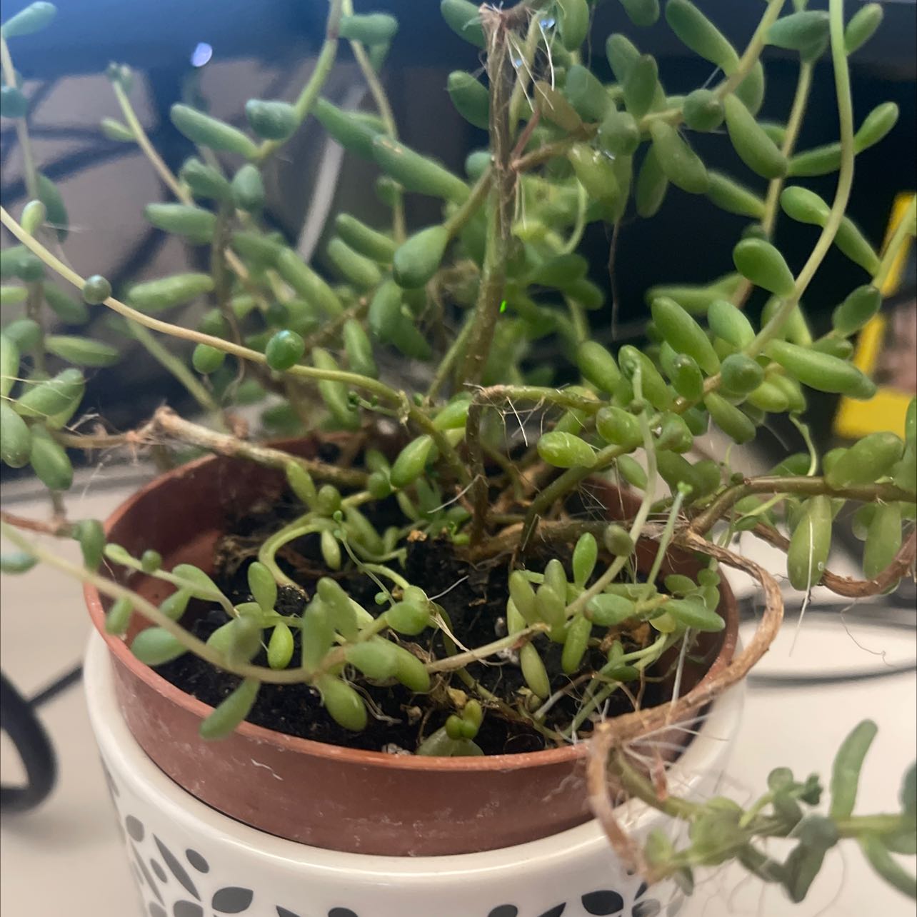 Potted Corsican Stonecrop plant with small, succulent leaves in a well-framed image.