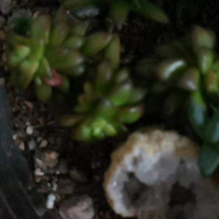 Photo of the plant species Crassula Orbicularis by @RuggedAnthora named Daphne on Greg, the plant care app