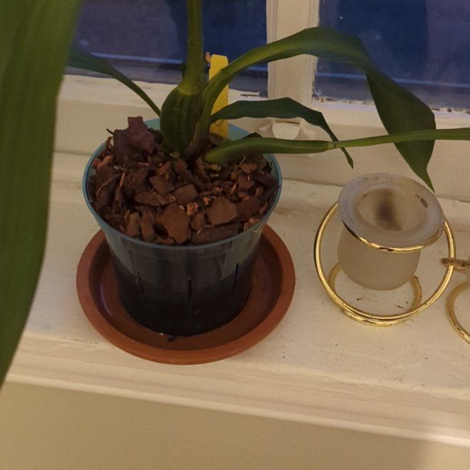 Photo of the plant species Zygonisia Cynosure 'Blue Birds' by @SugarTamarack named Remington on Greg, the plant care app