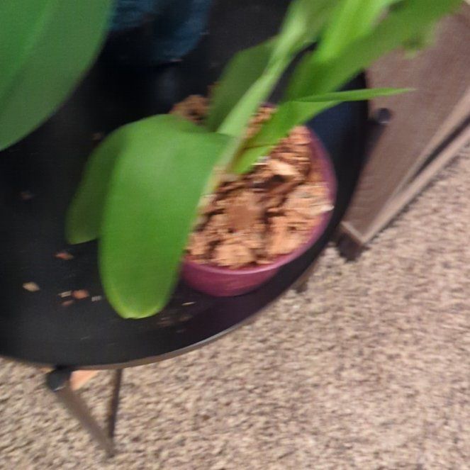 Photo of the plant species Hilo Sparkle Orchid by @SugarTamarack named Willow on Greg, the plant care app