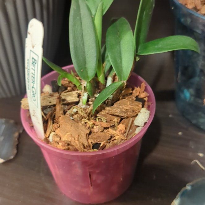 Photo of the plant species Brassolaeliocattleya Blc. Shinfong 'Gold Gem' by @SugarTamarack named Denali on Greg, the plant care app
