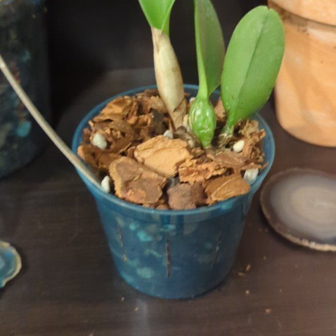 Photo of the plant species Rlc. Suzuki's Premiere by @SugarTamarack named Demi on Greg, the plant care app