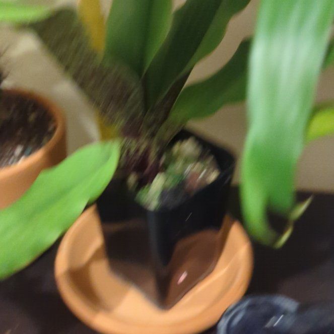 Photo of the plant species Lady Slipper Orchid by @SugarTamarack named Beckham on Greg, the plant care app