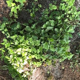 Photo of the plant species Fortune's Spindle by @DirectSmearwort named Sage on Greg, the plant care app