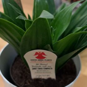 Photo of the plant species Dracaena 'Torch' by @SecureBulrush named Walt on Greg, the plant care app