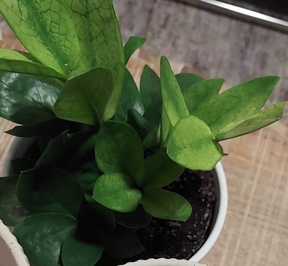 Chameleon ZZ Plant in a white pot with visible soil and vibrant green leaves.