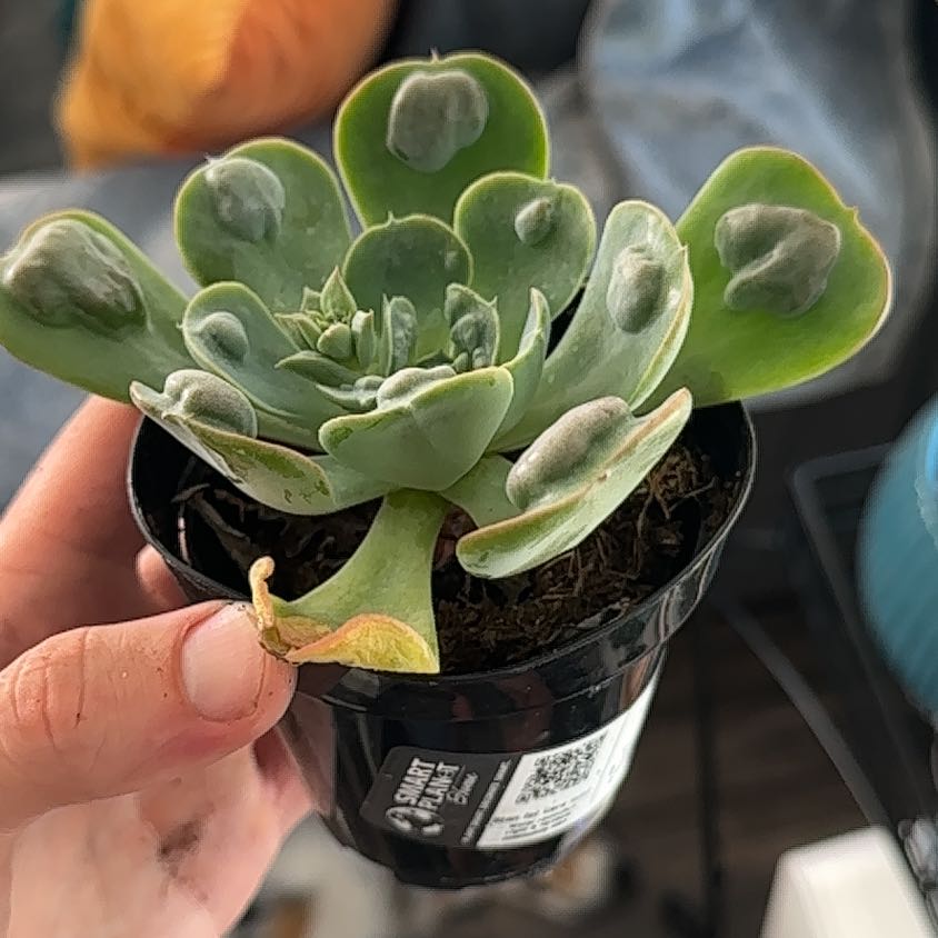 Raindrops Echeveria plant in a small black pot with some leaf discoloration, held by a hand.