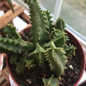 Photo of the plant species Variegated Lifesaver Plant by @DollArcticrose named Lifesaver plant on Greg, the plant care app