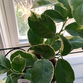 Photo of the plant species Verigated Pink Eureka Lemon Tree by @DollArcticrose named Pink lemon on Greg, the plant care app