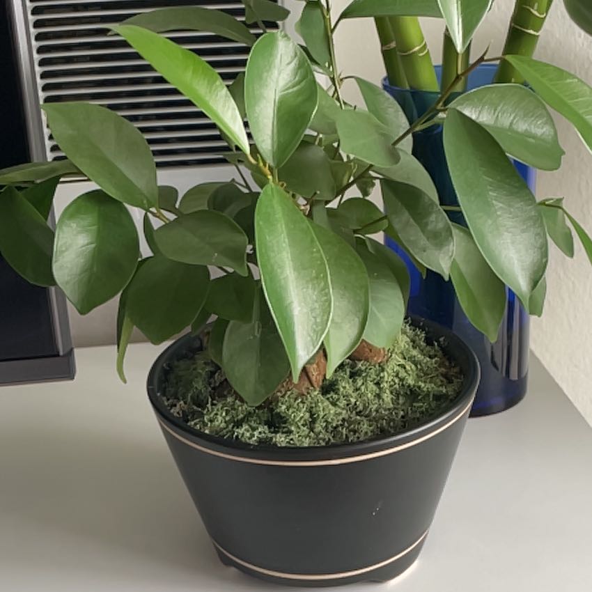 Healthy Ficus Bonsai plant in a black pot with green moss, well-framed and in focus.